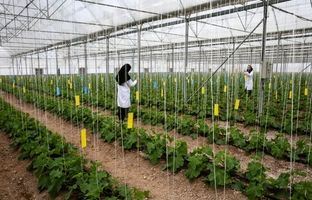 همکاری نزدیک با وزارت آموزش و پرورش برای فرهنگ‌سازی مصرف و تربیت کشاورزان آینده