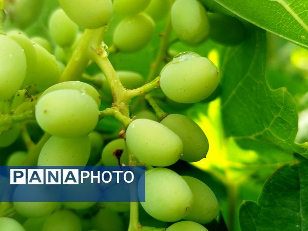 گزکوه، قطب انگور خراسان شمالی 