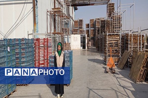 فصل برداشت میوه های پاییزی در شهر زیبای بار نیشابور.