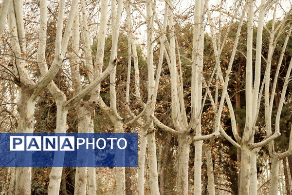 خلوت سرای پاییزی سعدآباد