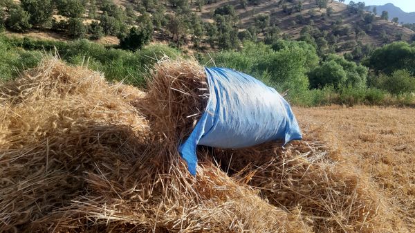 برداشت گندم در روستای بیدله