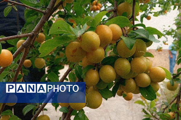 جلوه‌هایی از طبیعت تابستانی خلجستان و جعفرآباد قم