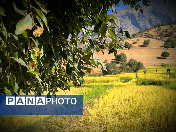 قاب‌های ماندگار از برداشت برنج در منطقه میانکوه 