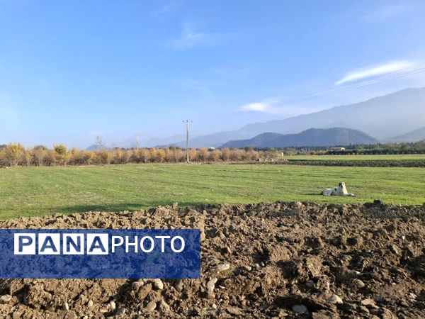 جنگل‌های هیرکانی کردکوی