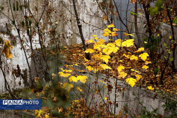 پاییز خیال انگیز در پارک جمشیدیه