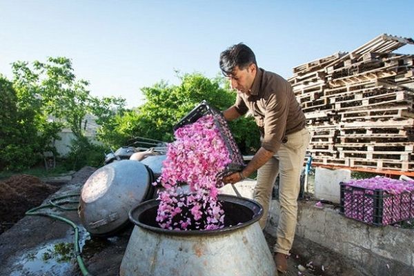 گلاب ایرانی، رایحه‌ای از تاریخ و فرهنگ ایران‌زمین است