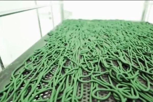 تولید ۶هزارو۱۰۰ کیلوگرم خمیر جلبک اسپیرولینا در فارس