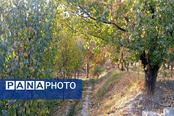 تصاویر زیبا از پاییز رنگارنگ در شهر دار السادات بار نیشابور 