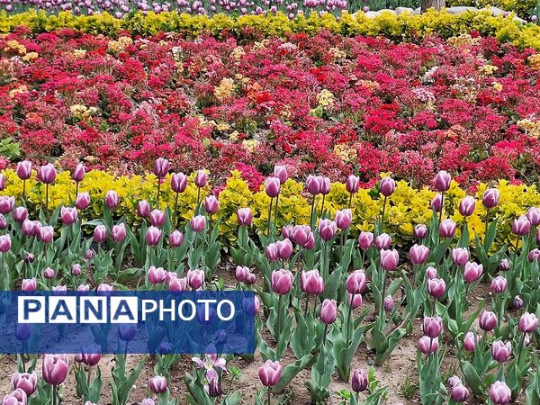 حال و هوای جشنواره  لاله‌های کرج 