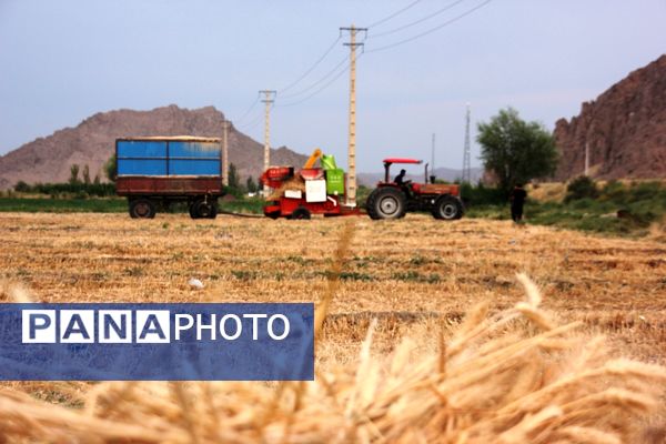 آغاز برداشت گندم در شهرستان ارومیه