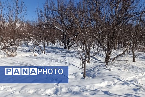 منظره زیبای برف پاییزی در باغات شهرستان نیشابور 