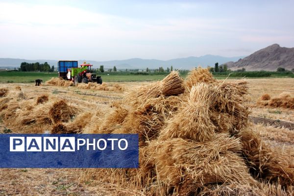 آغاز برداشت گندم در شهرستان ارومیه