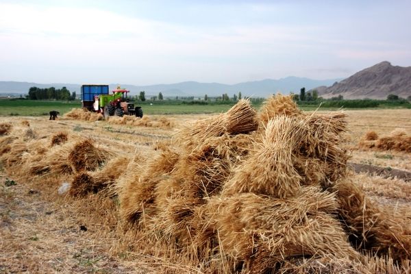 جلسه کمیته تخصصی گندم با مسئولان سازمان برنامه و بودجه برگزار می‌شود