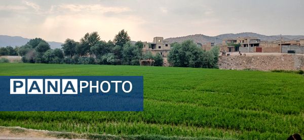 برنج‌کاری در لردگان؛ نماد زندگی و فرهنگ محلی