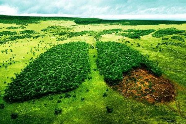جنگل‌ها، ریه‌های خاموش ایران‌ هستند اما نفس‌شان به شماره افتاده است