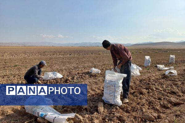 برداشت محصول سیب زمینی در روستای داغیان