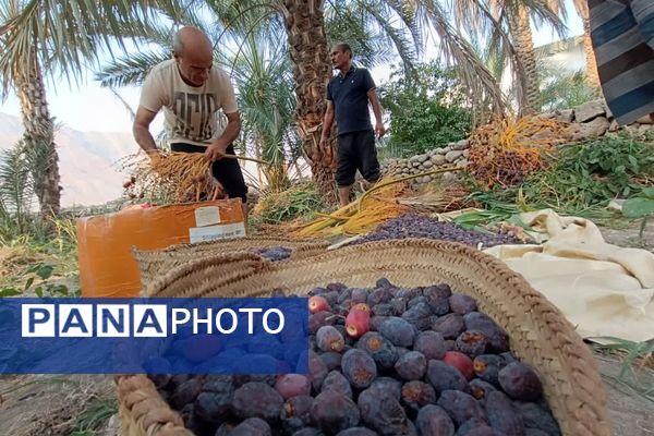 برداشت خرما در شهر رویدر 