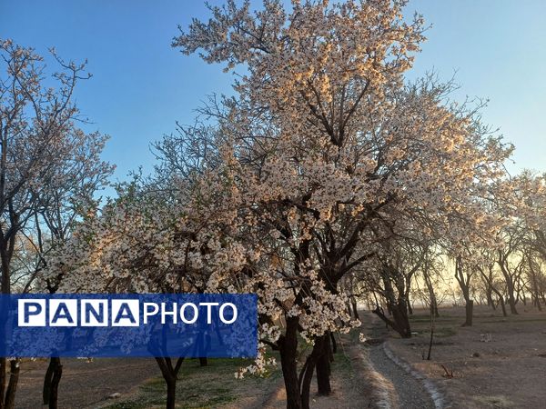 طبیعت با شکوفه‌های رنگارنگ به استقبال نوروز آمد