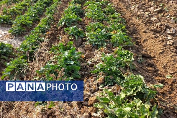 برداشت چغندرقند در روستای مفرنقا