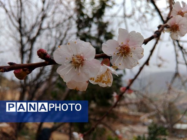  فصل بهار در میانکوه