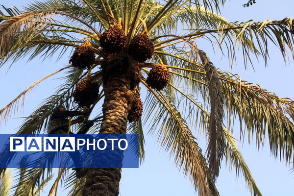 برداشت خرما در منطقه آبپخش