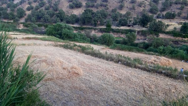 برداشت گندم در روستای بیدله