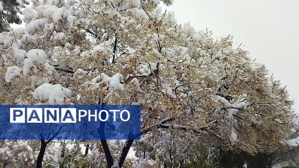 درختان طلایی ، سفید پوش شدند 