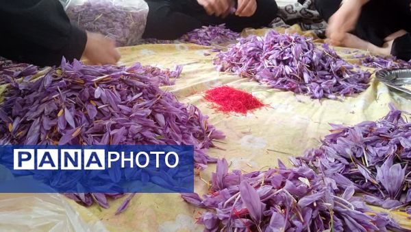 فدافن روستایی که زعفرانش با تشنگی خاک قصه‌ای تلخ نوشت