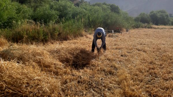 برداشت گندم در روستای بیدله