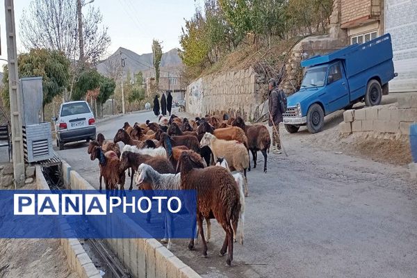 تصاویر زیبا از پاییز رنگارنگ در شهر دار السادات بار نیشابور 