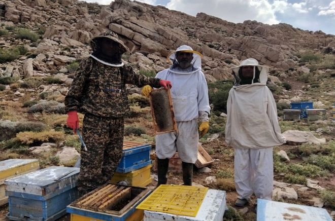 عسل‌گیری در ارتفاعات بزیمنی