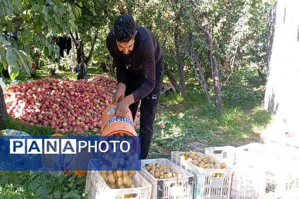 فصل برداشت میوه های پاییزی در شهر زیبای بار نیشابور.