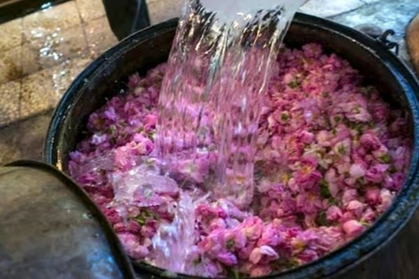 گلاب درمان طبیعی برای آرامش روح و جسم است