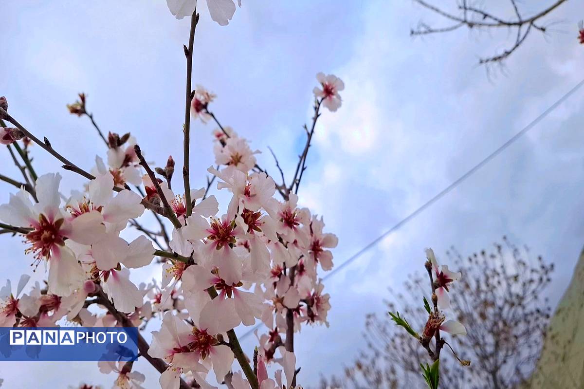 شکوفه‌های بهاری در شهرستان سملقان