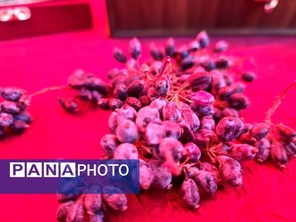 دومین جشنواره زرشک سیاه در روستای تیل شهرستان شبستر