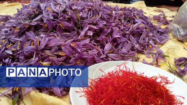 فدافن روستایی که زعفرانش با تشنگی خاک قصه‌ای تلخ نوشت