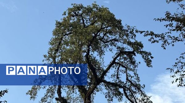 نگین سبز شمال ایران