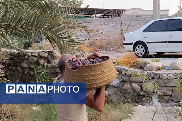 برداشت خرما در شهر رویدر 