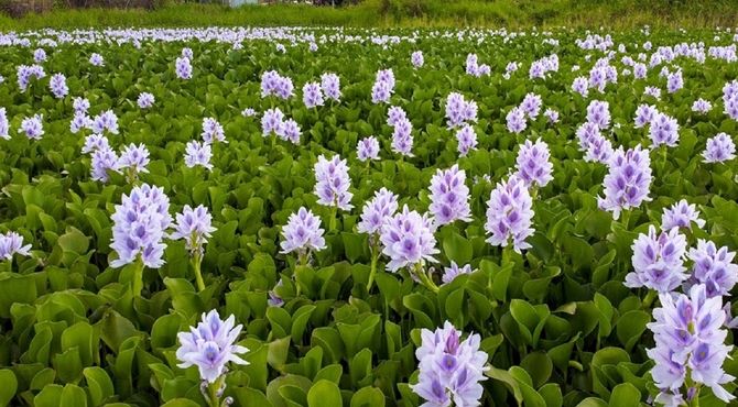 فاضلاب شهری و سنبل آبی 2 تهدید عمده برای تالاب صومعه‌سرا است