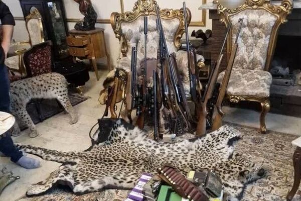  یک محموله بزرگ حیوانات تاکسیدرمی و سلاح در تهران کشف شد