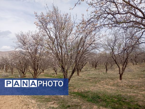  شکوفه های بهاری در روستای گزکوه