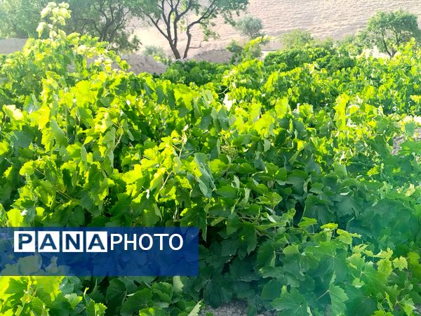 گزکوه، قطب انگور خراسان شمالی 