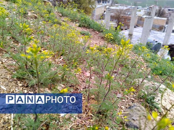  فصل بهار در میانکوه