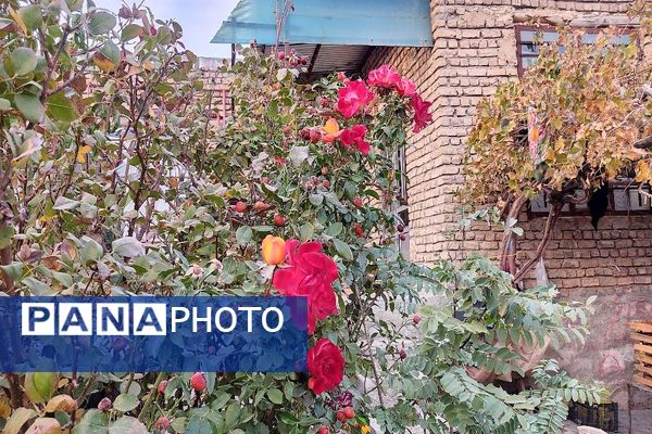 تصاویر زیبا از پاییز رنگارنگ در شهر دار السادات بار نیشابور 