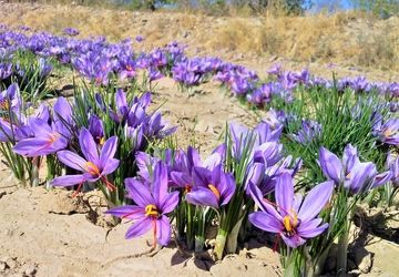۱۲۷ هزار هکتار از اراضی کشور زیر کشت زعفران رفته است