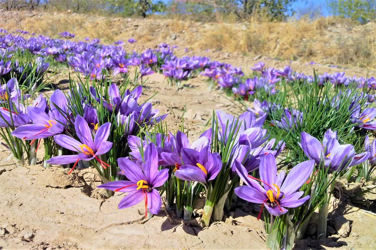 دومین جشنواره زعفران در روستای علوی کاشان برگزار میشود