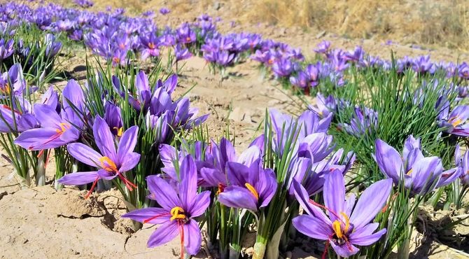 ۱۲۷ هزار هکتار از اراضی کشور زیر کشت زعفران رفته است