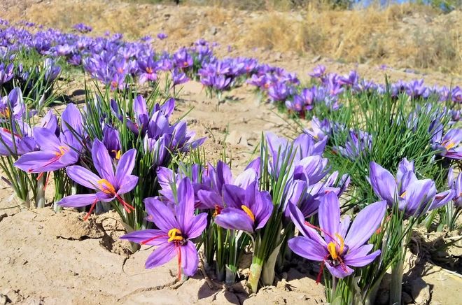 ۱۲۷ هزار هکتار از اراضی کشور زیر کشت زعفران رفته است
