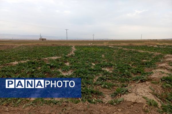 برداشت چغندرقند در روستای مفرنقا