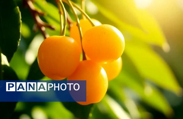 برداشت گیلاس در آذربایجان شرقی